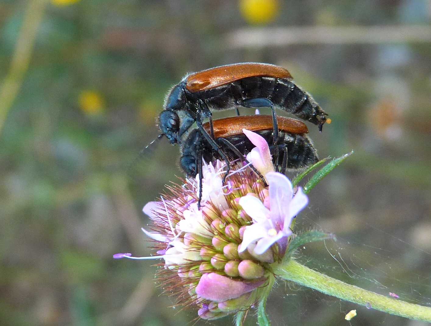 Lydus trimaculatus cfr italicus